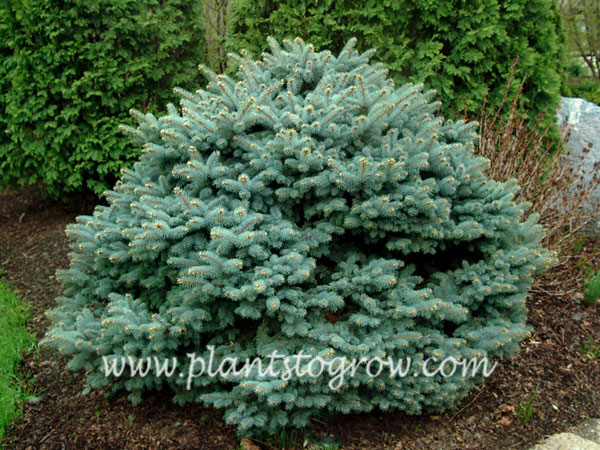 A nicely shaped, intense blue Montgomery Spruce.